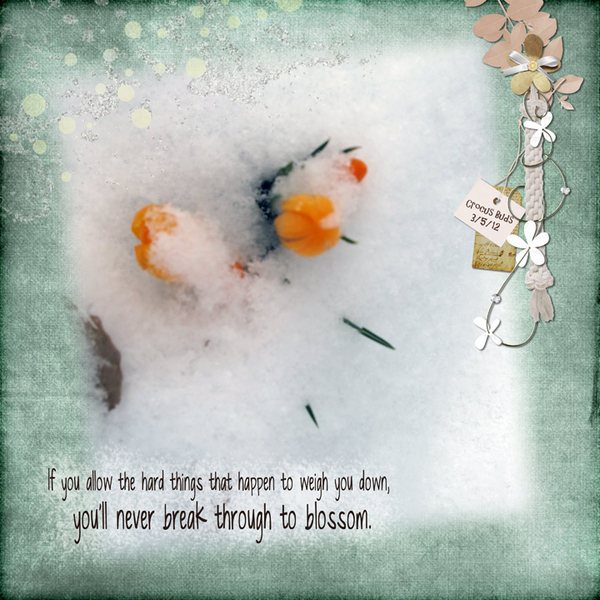 Snow Bud