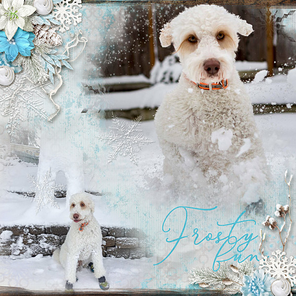 Snow Dog