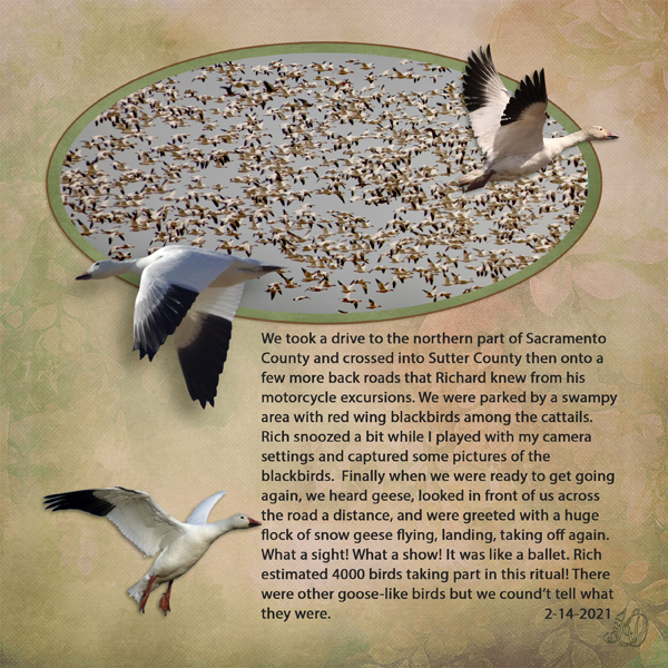 Snow Geese Flock