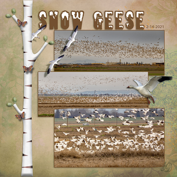 Snow Geese