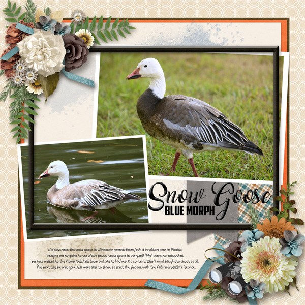 Snow Goose (Blue Morph)