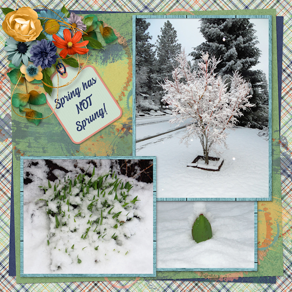 Snow in the Motherlode