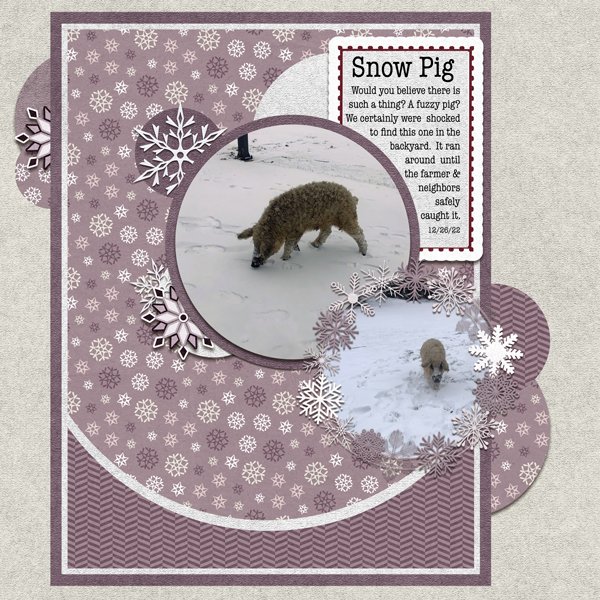 Snow Pig