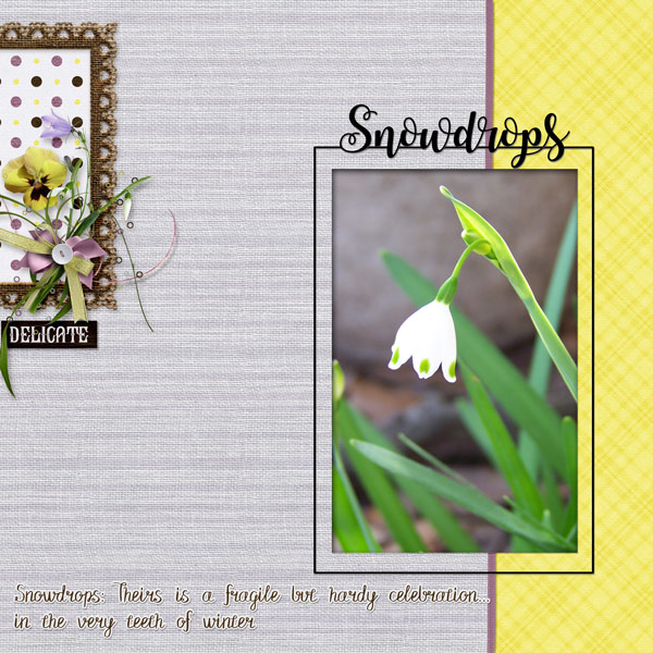 Snowdrops