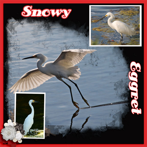 Snowy-Eggret
