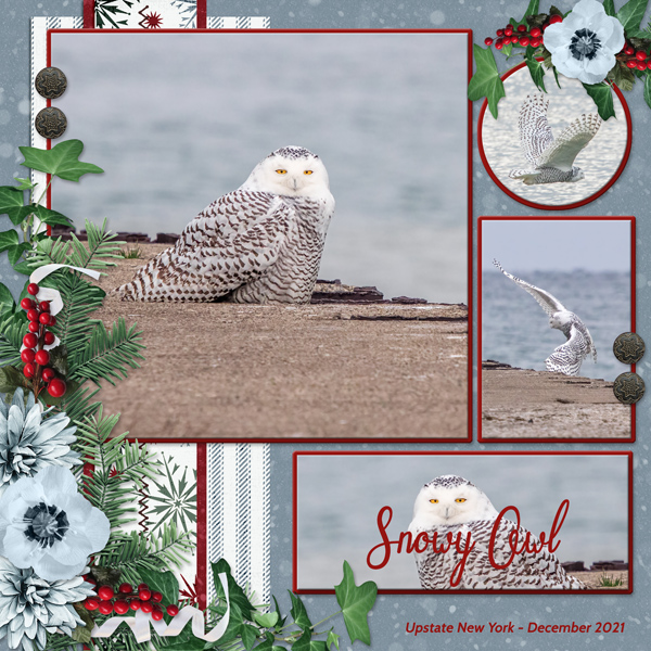 Snowy Owl