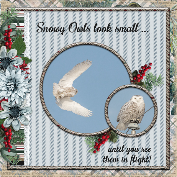 Snowy owls look small ... until you see them in flight!