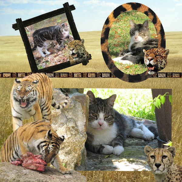 Socks and The Big Cats