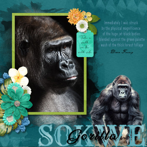 Sokwe