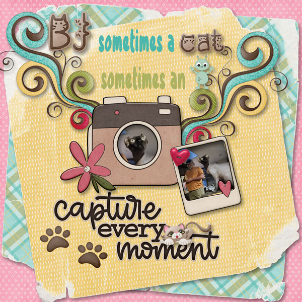 Sometimes a Cat