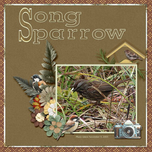 Song Sparrow small.jpg