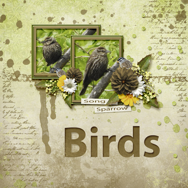 Song_Sparrow_small