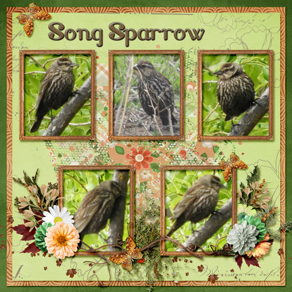 Song_Sparrow_small1