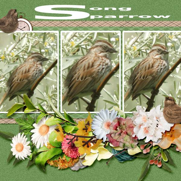 Song_Sparrow_small2