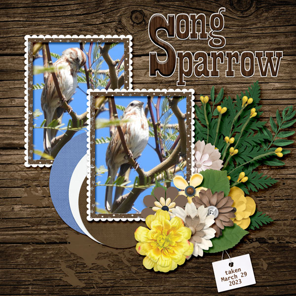 Song_Sparrow_small3