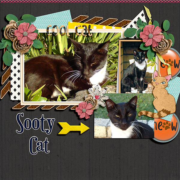 Sooty Cat