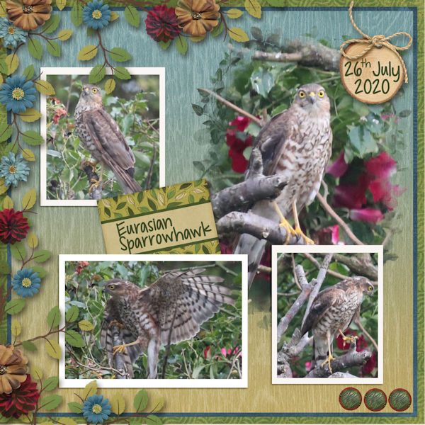Sparrowhawk in the garden