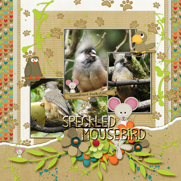 Speckled_Mousebird_small