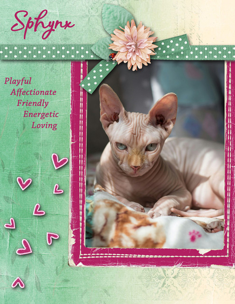 Sphynx Cat
