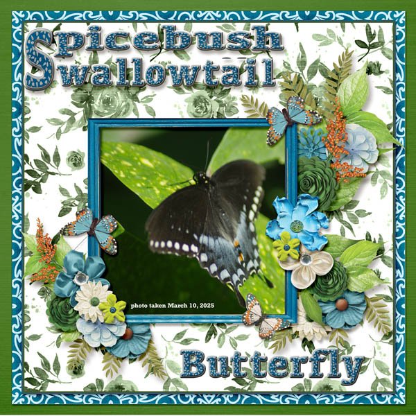 Spicebush Swallowtail Butterfly small.jpg