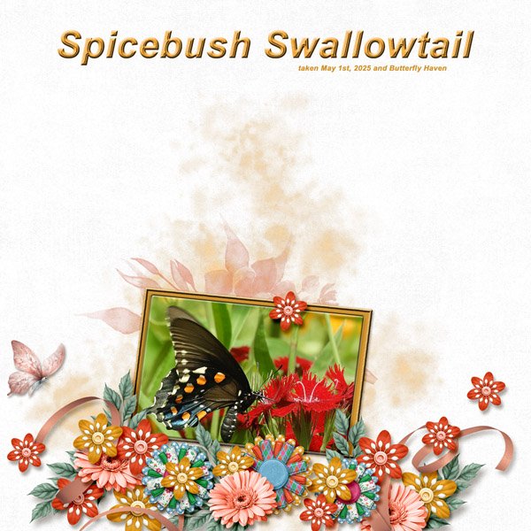 spicebush swallowtail small.jpg