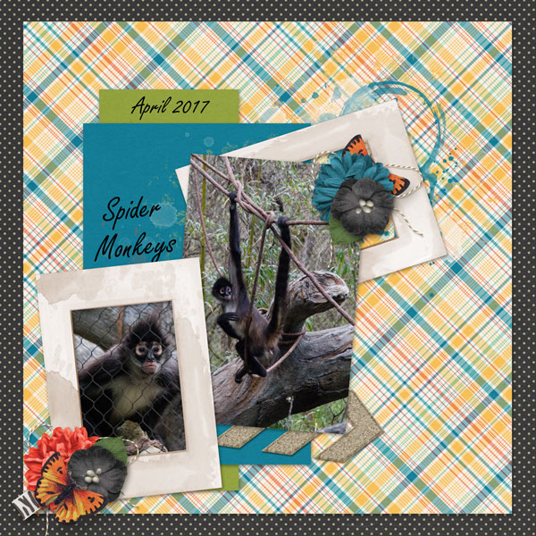 Spider Monkeys