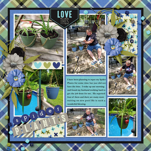 Spider Plants