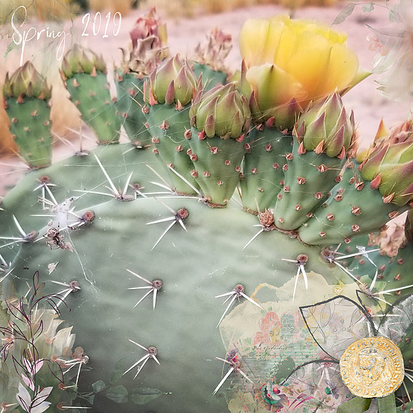 Spider web cactus
