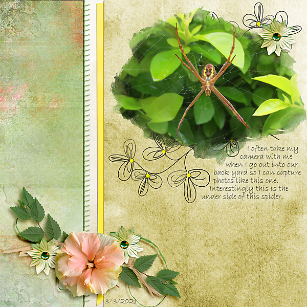 Spider