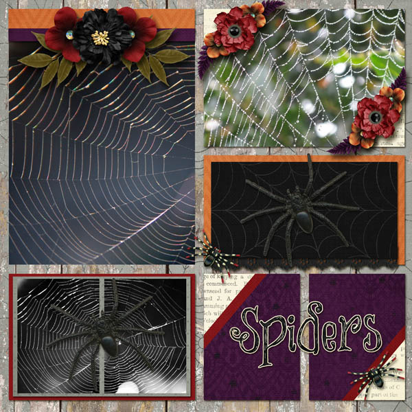Spiders