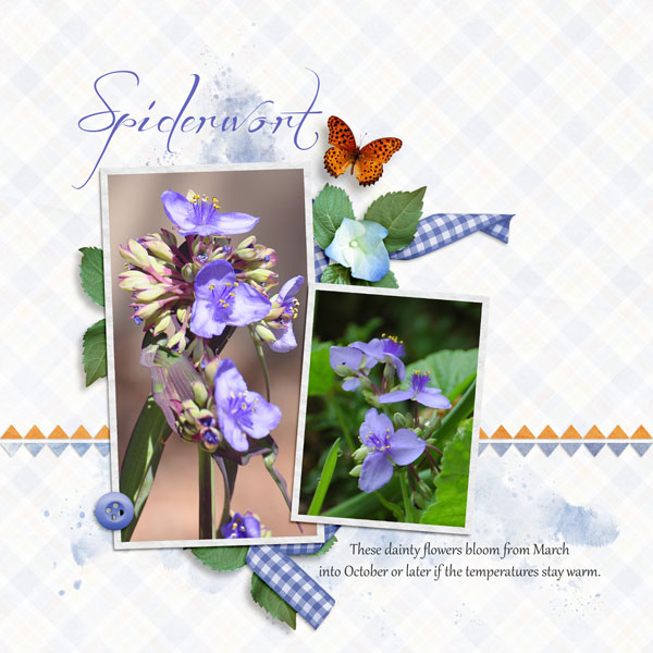 Spiderwort