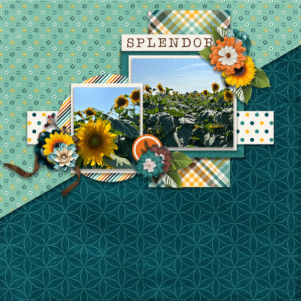 Splendor Sunflowers