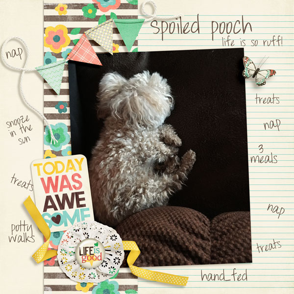 Spoiled Pooch - DDL challenge