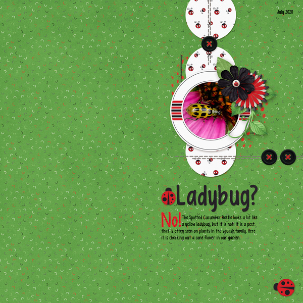 Spotted Cucumber Beetle