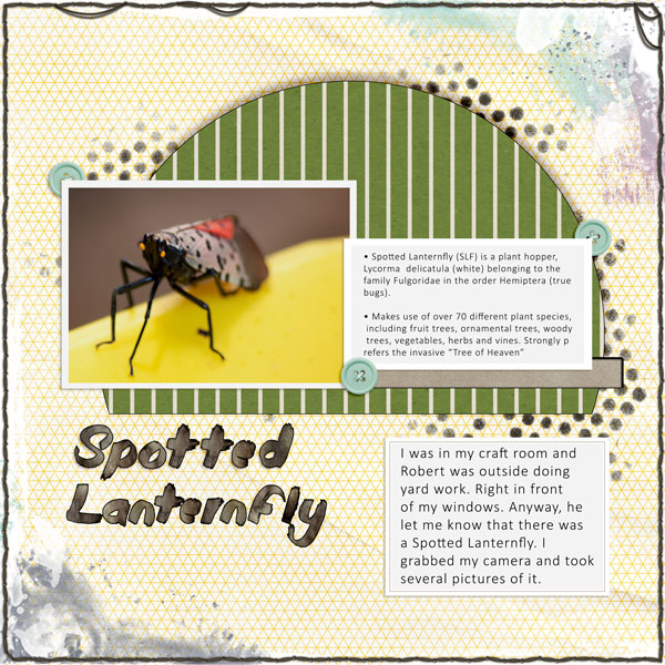 Spotted Lanternfly