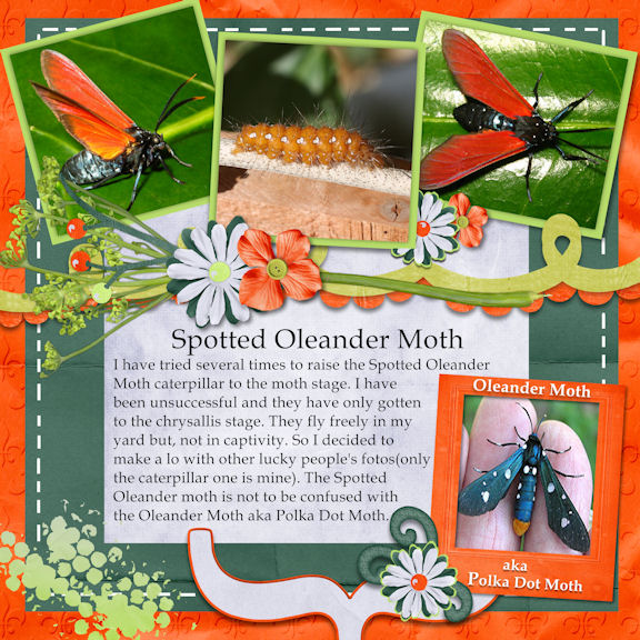 Spotted Oleander Moth