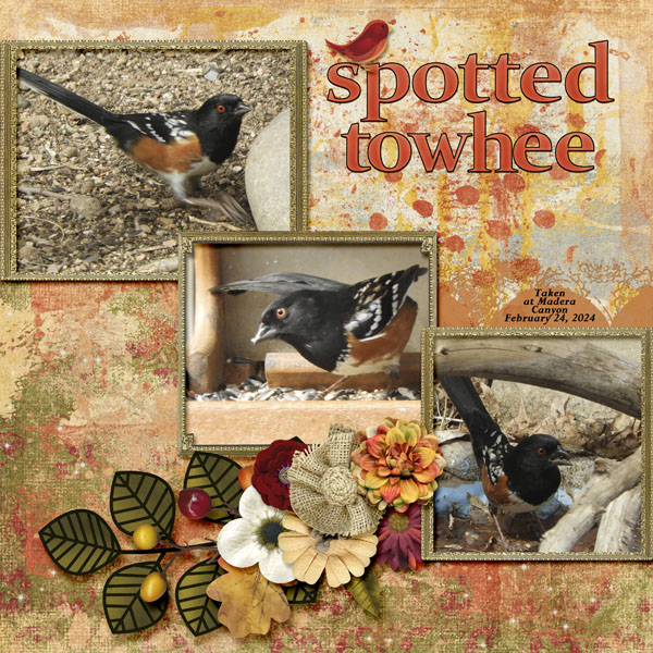Spotted_Towhee_1_small
