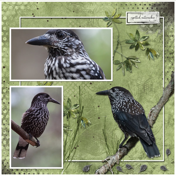 spottet nutcracker