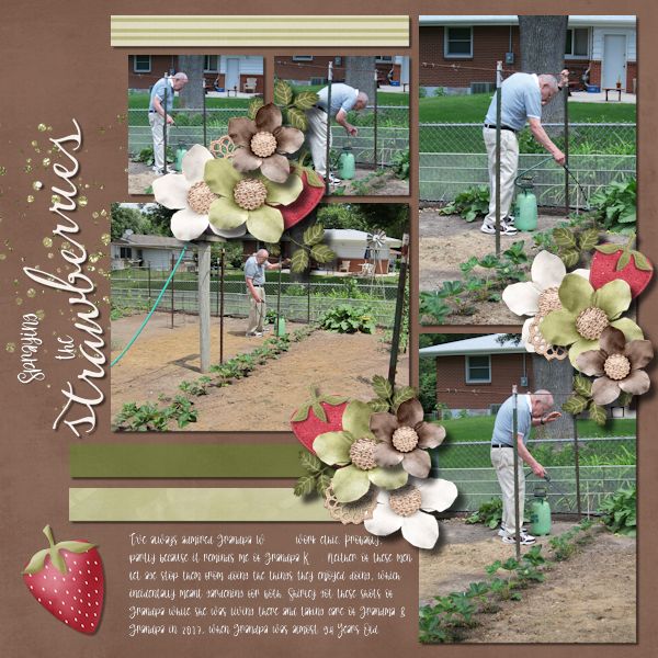 Spraying the Strawberries