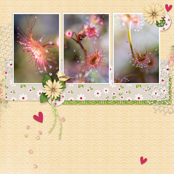 SpreadYourWingssahindesigns-rusticcharm-layout3WEBSMALL