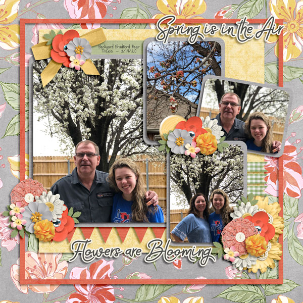 Spring 2020 Bradford Pear Trees in OK