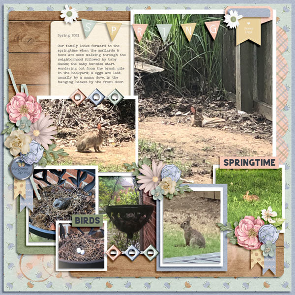 Spring 2021 - Baby Ducks + Bunnies