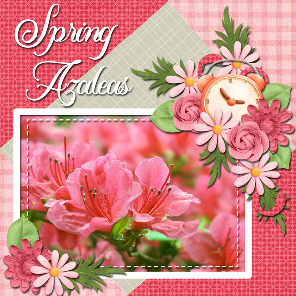 Spring Azaleas