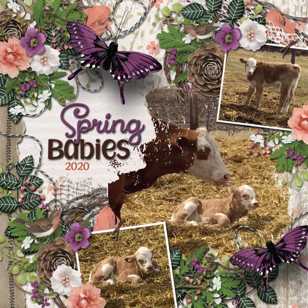 Spring Babies