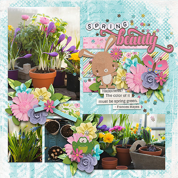 spring beauty