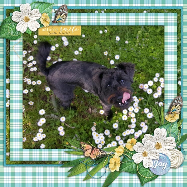 Spring Birds Kit