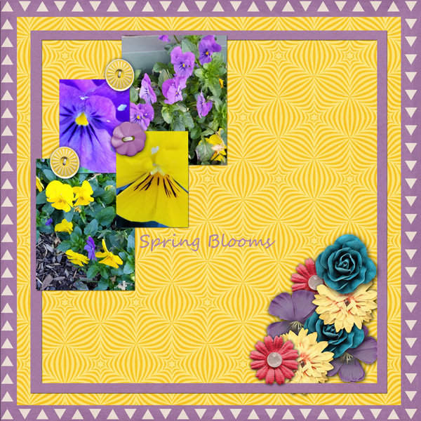 Spring Blooms