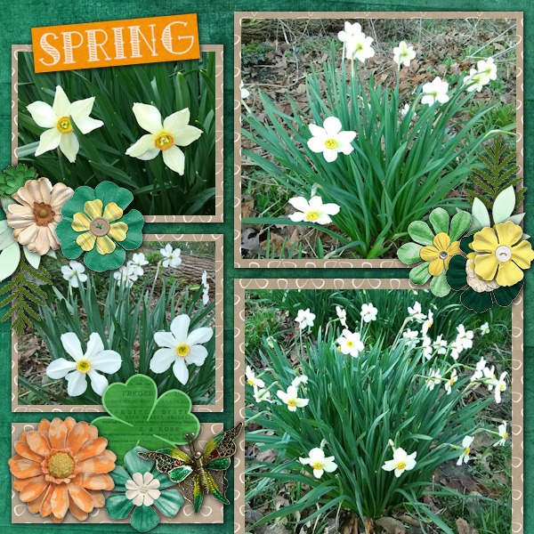 Spring Blooms