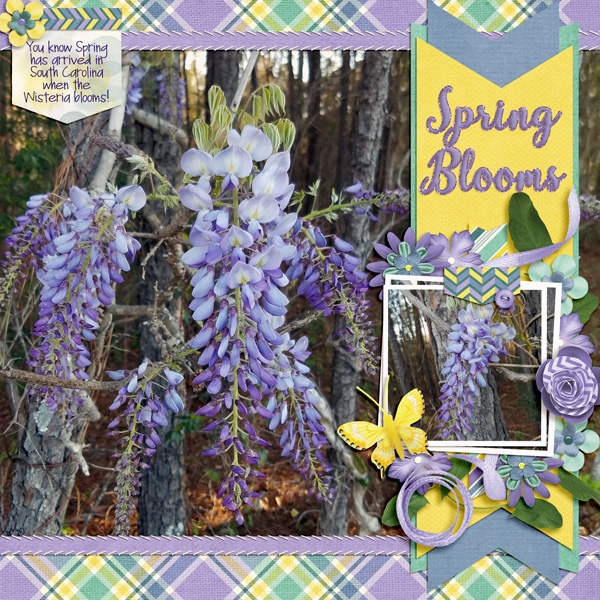 Spring Blooms