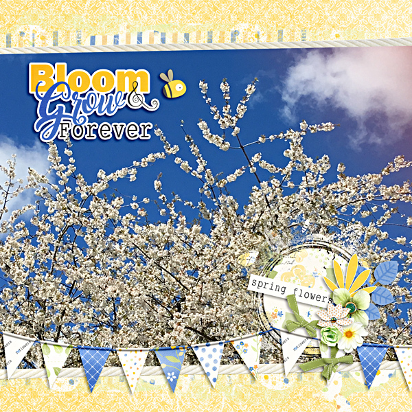 Spring Blooms